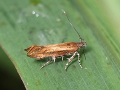 Gelechiidae