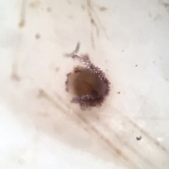 Proliferodiscus pulveraceus