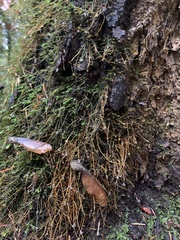 Badhamia utricularis