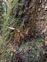 Badhamia utricularis