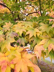 Acer palmatum