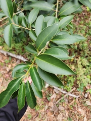 Ligustrum lucidum