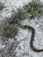 Agkistrodon laticinctus