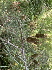 Allocasuarina distyla