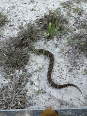 Agkistrodon laticinctus