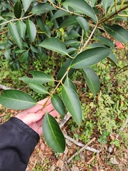 Ligustrum lucidum