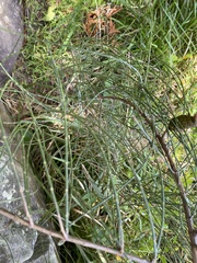 Allocasuarina distyla