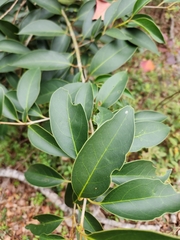 Ligustrum lucidum