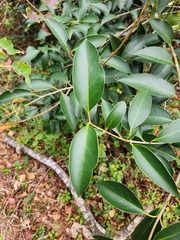 Ligustrum lucidum