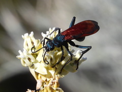Pepsis