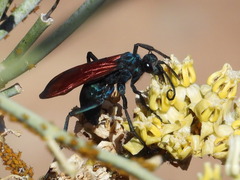 Pepsis