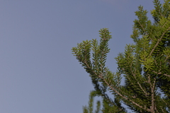 Melaleuca howeana