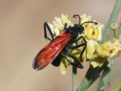 Pepsis