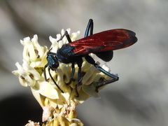 Pepsis
