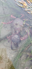 Taliepus nuttallii