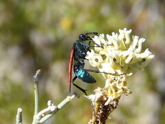 Pepsis