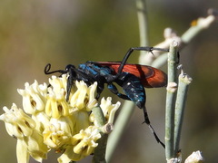 Pepsis