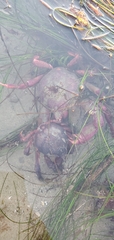 Taliepus nuttallii
