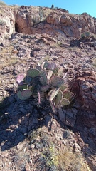 Cactaceae