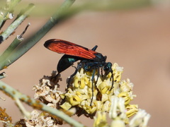 Pepsis