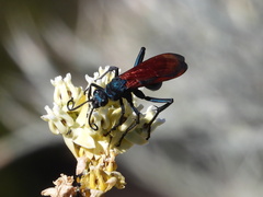 Pepsis