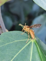 Polistes olivaceus