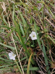Convolvulus waitaha