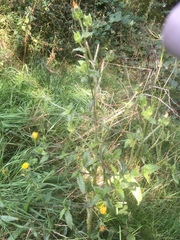 Helminthotheca echioides