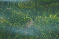 Sepioteuthis lessoniana