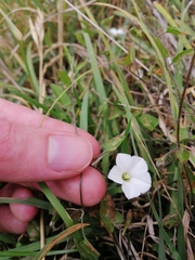 Convolvulus waitaha