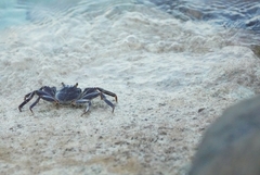Grapsus albolineatus