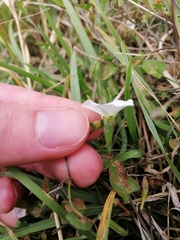 Convolvulus waitaha