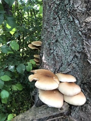 Cyclocybe parasitica