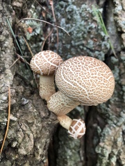 Cyclocybe parasitica