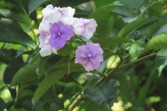 Brunfelsia