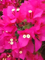 Bougainvillea glabra