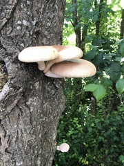Cyclocybe parasitica