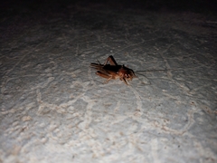 Anurogryllus arboreus
