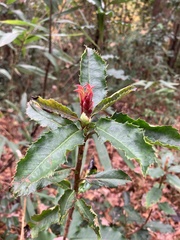 Photinia serratifolia