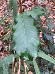 Photinia serratifolia