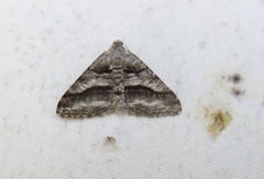 Digrammia continuata