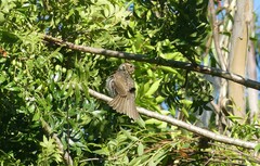 Sericulus chrysocephalus