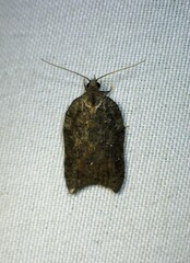 Acleris effractana