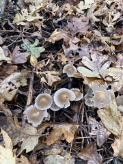 Psathyrella