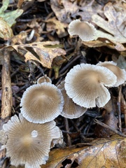 Psathyrella