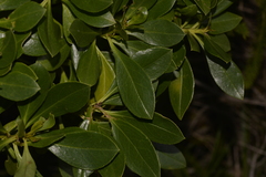 Myoporum insulare