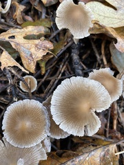 Psathyrella