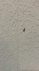 Formicinae