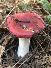 Russula emetica