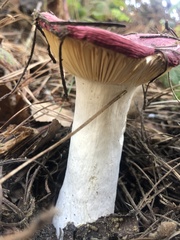 Russula emetica